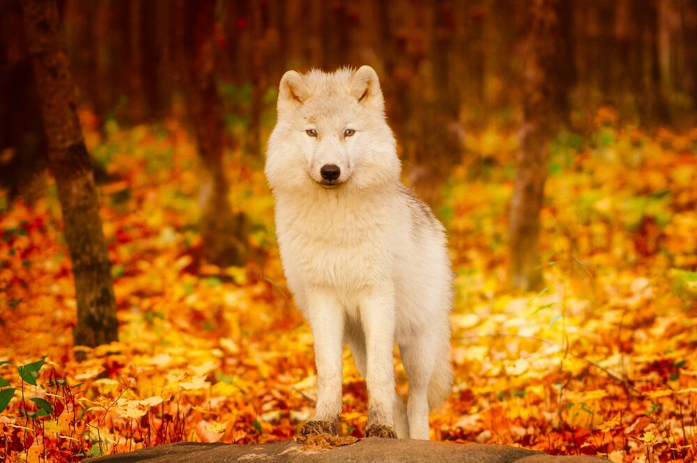 Wolf in Autumn_1280.jpg