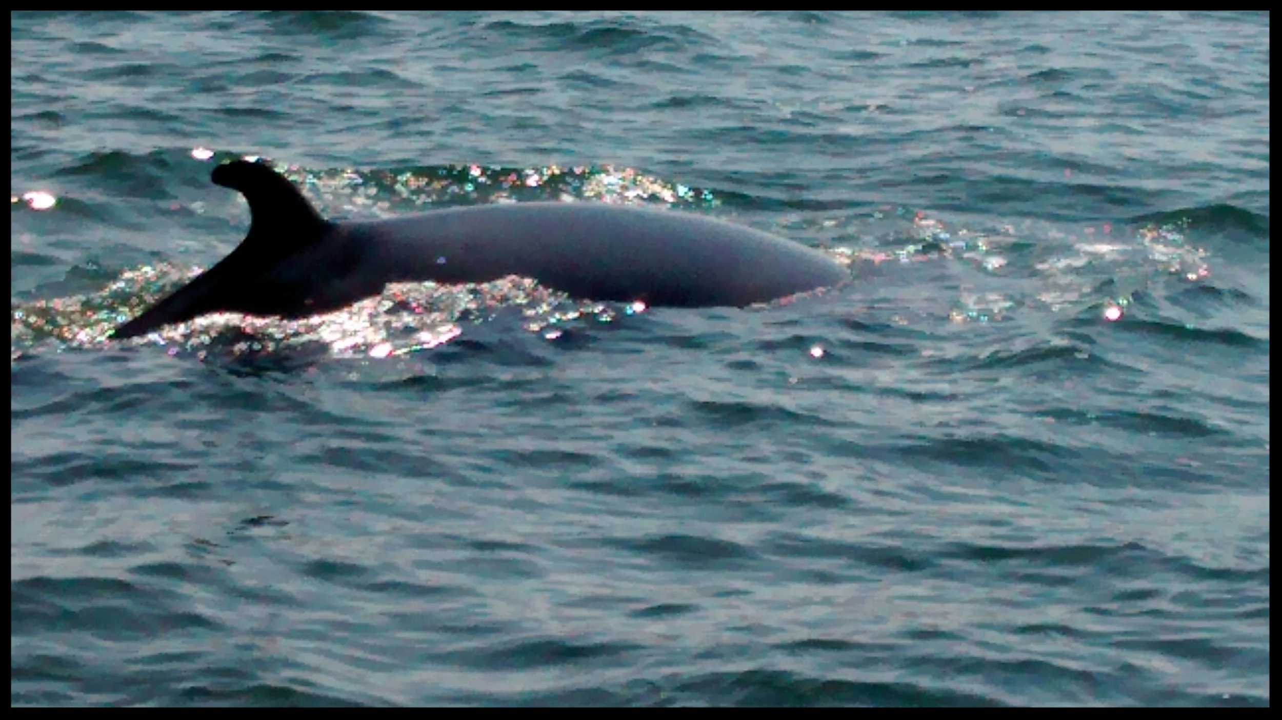 Whale Watch.jpg