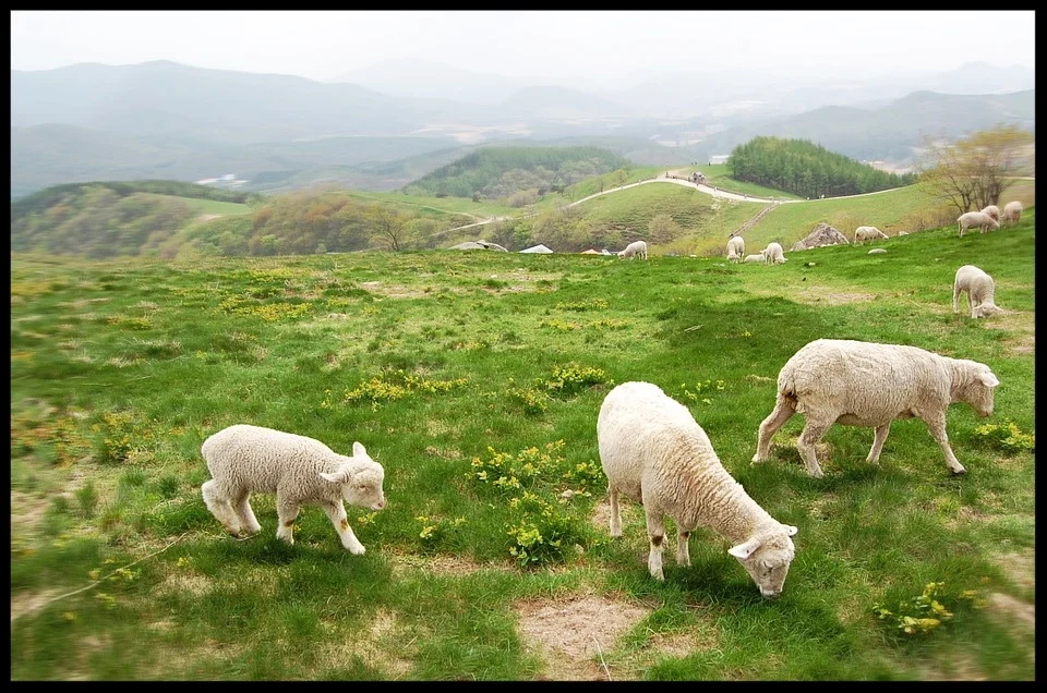 sheep.jpg