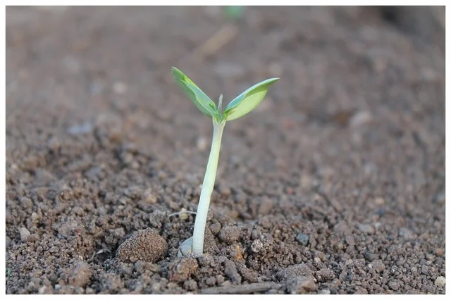 seedling.jpg