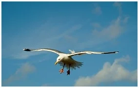 the-seagull-859529__180.jpg