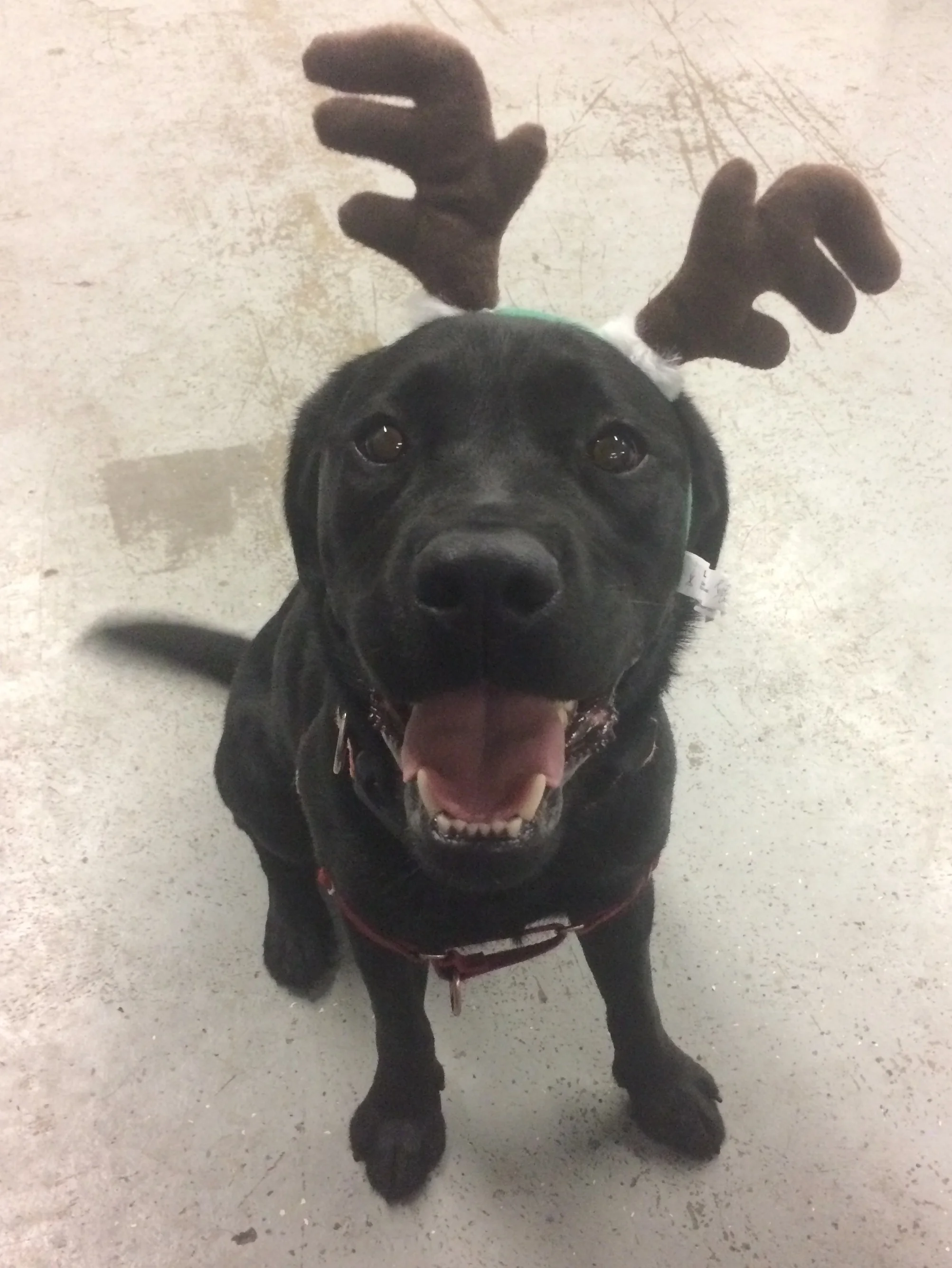 Our little reindeer sends you Christmas greetings!