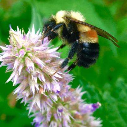 Anise hyssop is on the menu almost all summer for my neighborhood bees. The fresh leaves and blossoms make a delicious bright green tea for people. Watch out, though. This plant reseeds handily, so expect a little weeding come spring.