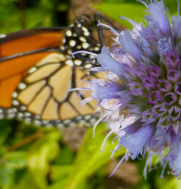  This monarch was seen at The Lurie Garden in Chicago. Common milkweed found its own way into the planting scheme, but it was left for good reason. Overwintering populations of monarchs in Mexico are at alarming low levels. (Source:&nbsp; MonarchWatc