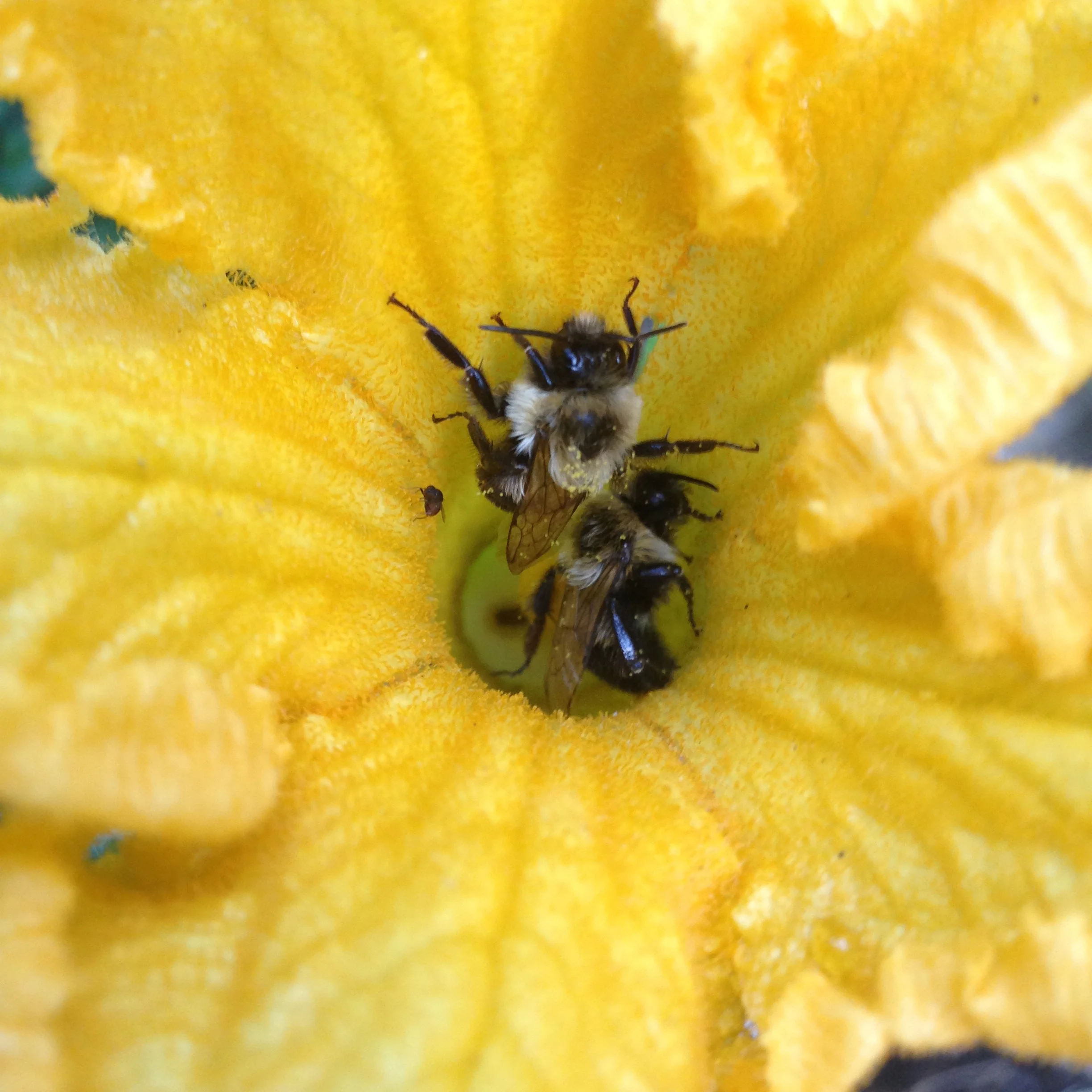 A pumpkin vine grew out of my compost pile this year and it had heavily perfumed blossoms. In the morning I would often find a couple bees that had spent the night inside.