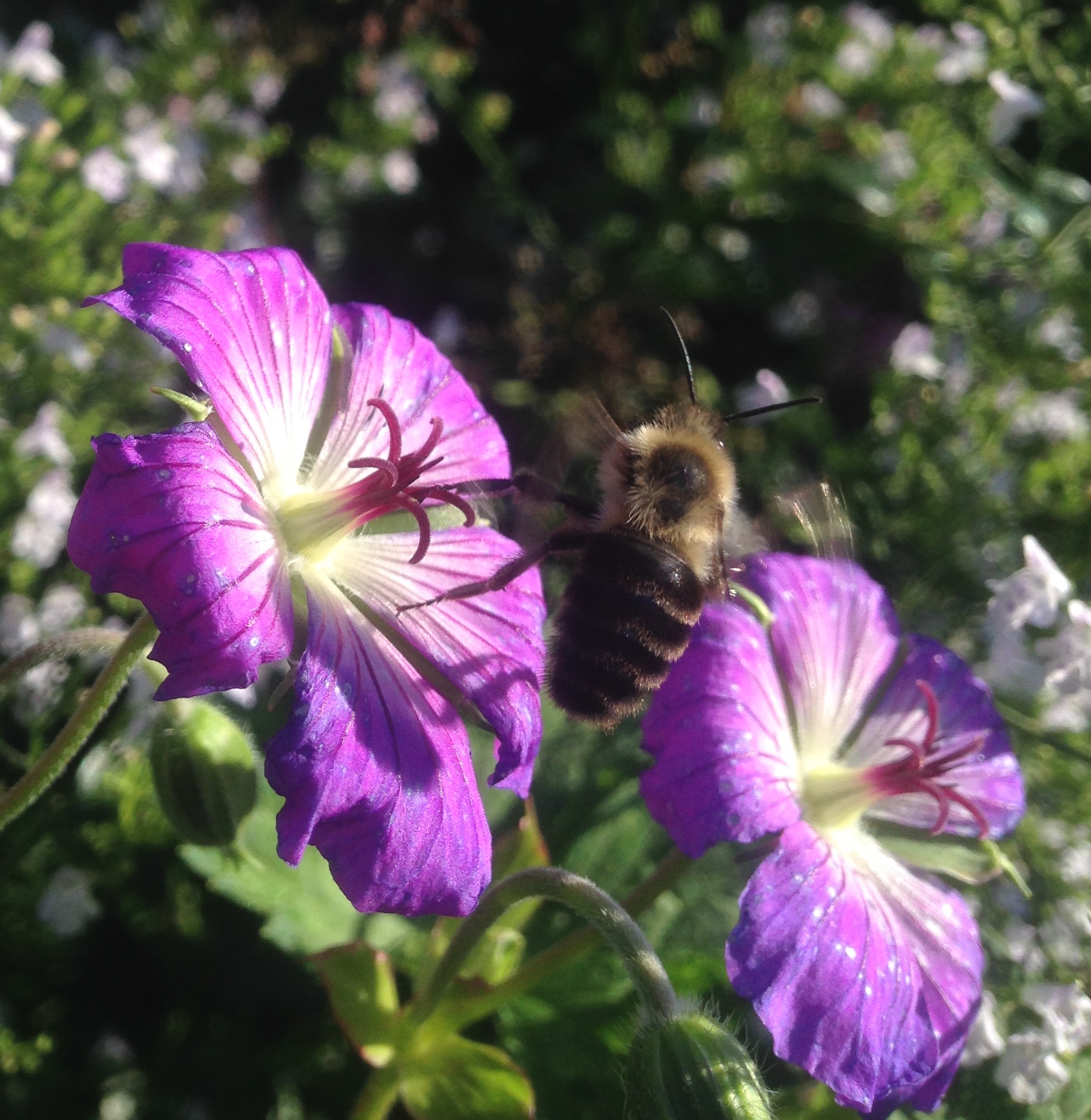 The geraniums were not much competition for the surrounding Calamintha nepeta, but this bee visited both blossoms before moving on.