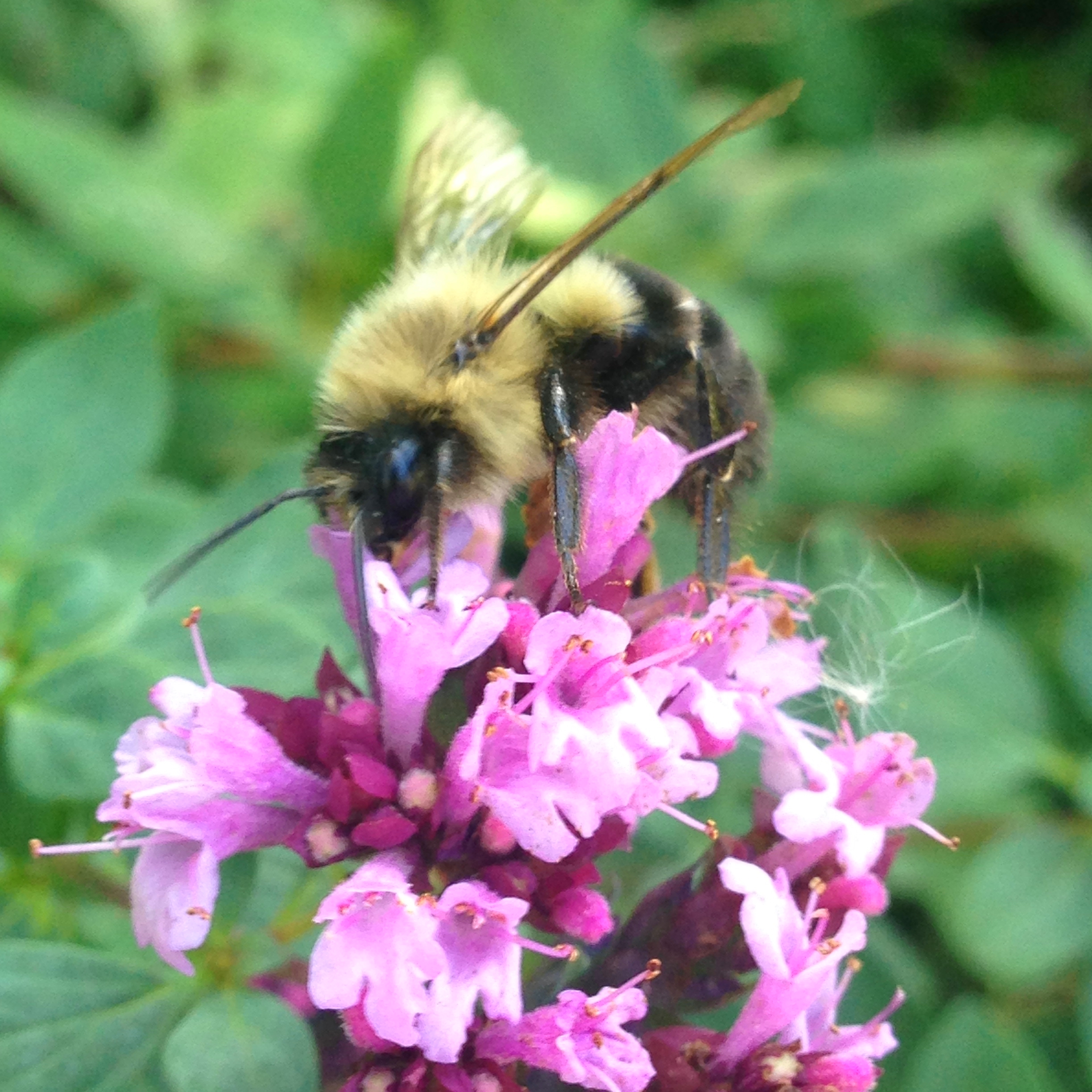 Ornamental oregano blooms late in the season.