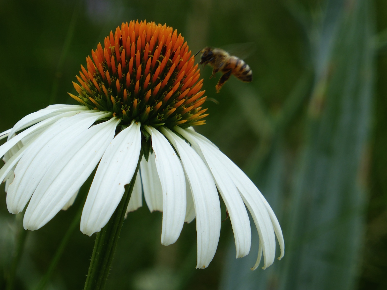 So much of my garden has become about bees, butterflies and all the other pollinators and insects who pass through daily throughout the growing season... the different species, what they are attracted to, how many there are. It turns out that the bees and I like a lot of the same things, so it's a good fit.