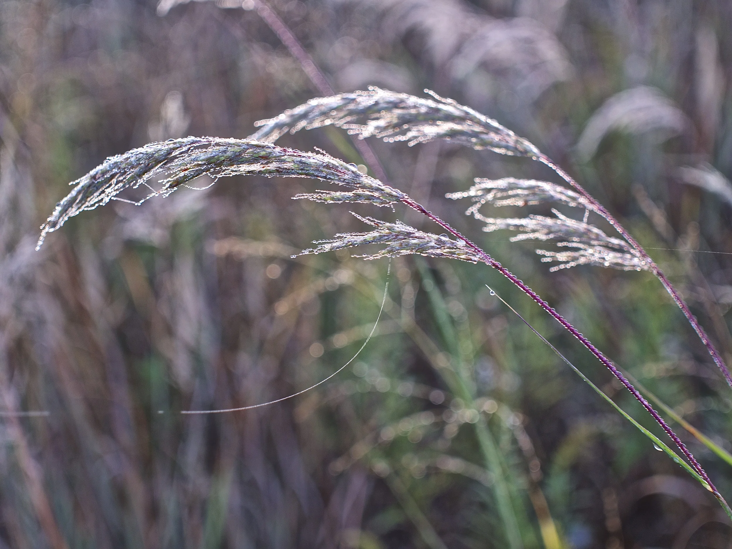  Before the hard freezes, if you manage to get outdoors early you may be treated to dew covered spider webs.&nbsp; 