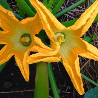  Male and female zucchini blossoms opened together one morning. 
