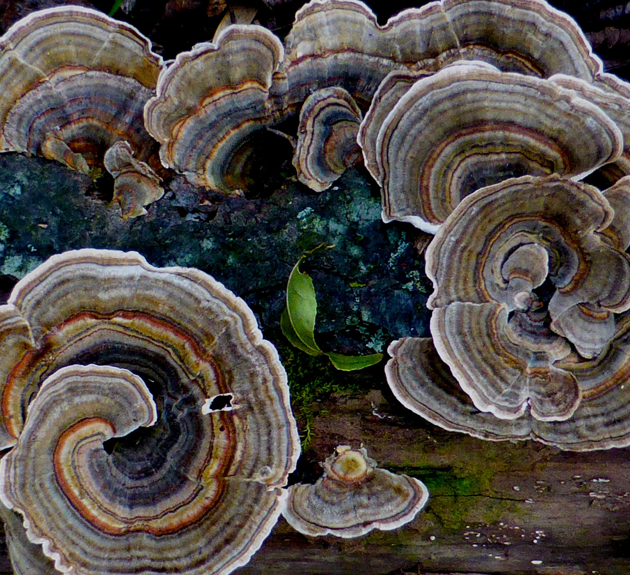 Turkey tail mushrooms. Lovely!