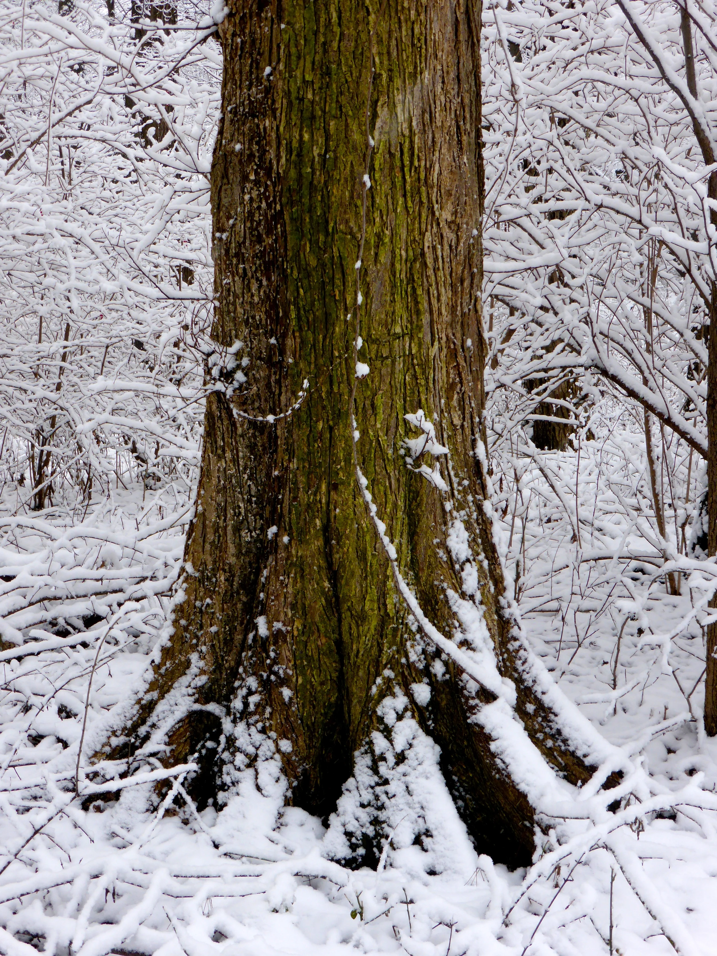 American elm root flare is elegant in the snow.