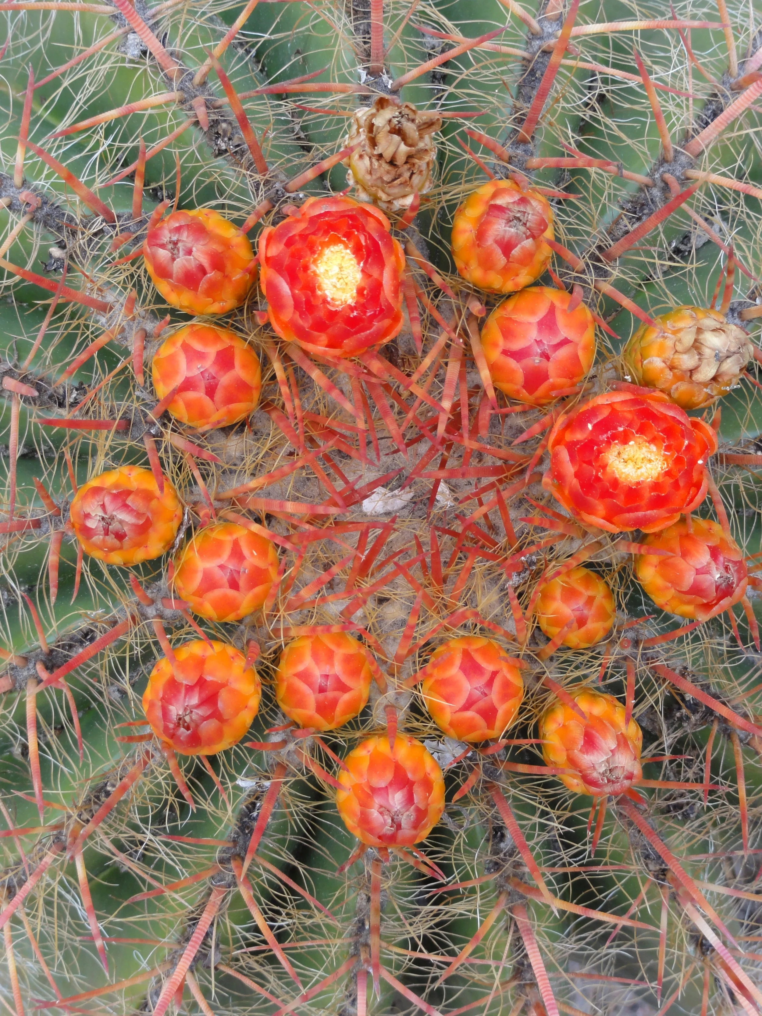  Ferocactus pilosus. Seen at the Ruth Bancroft Garden in Walnut Creek, CA. 