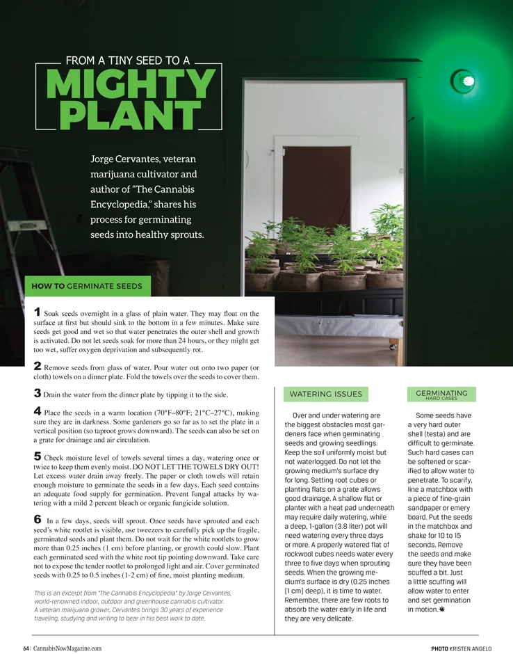 Cannabis Now, Issue 19