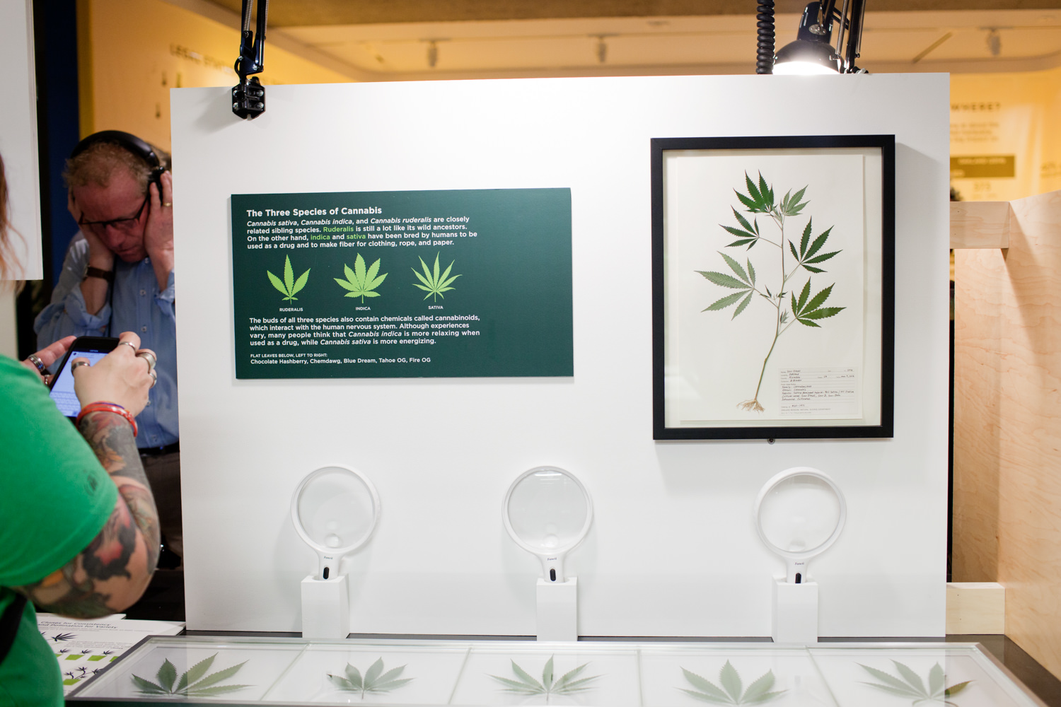 Oakland Museum of California Altered State: Marijuana in Califor