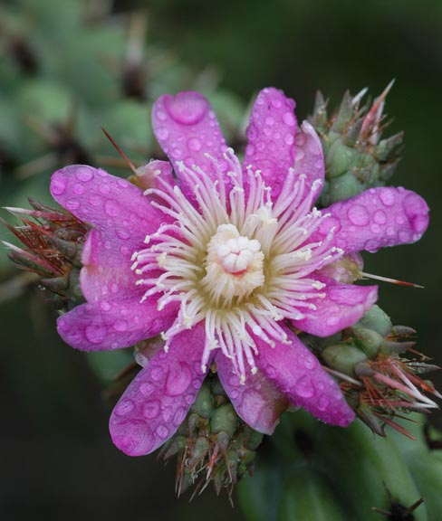 Cholla flower in rain 72.jpg