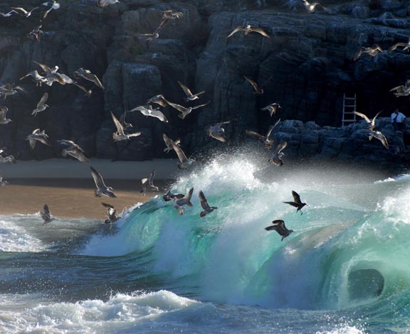 Punta Lobos waves and birds 72.jpg