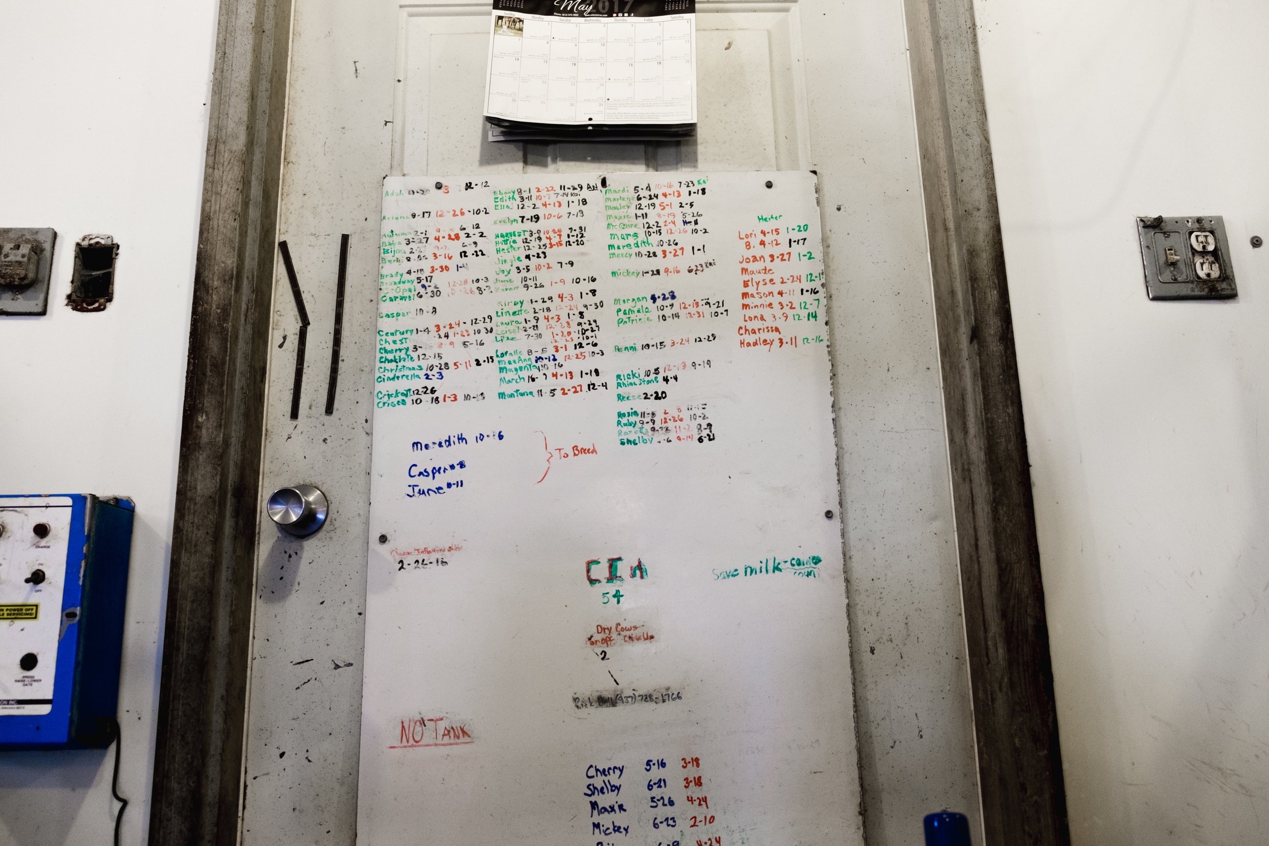 The milking schedule