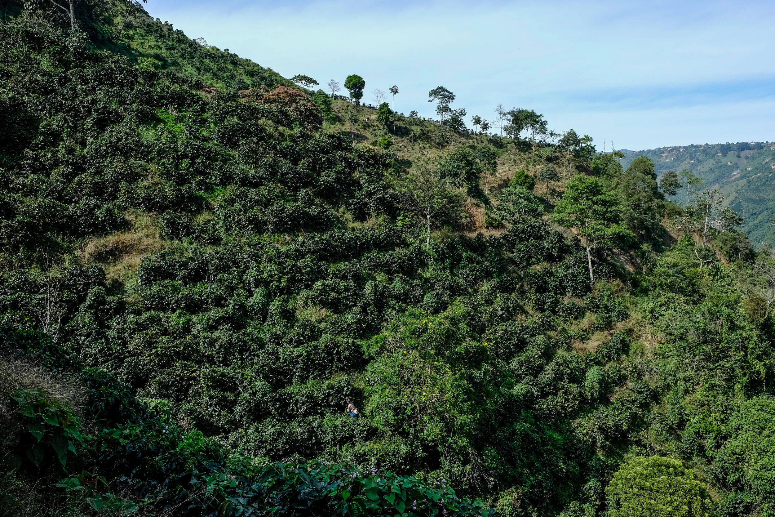 colombian hill side with rows of coffee trees