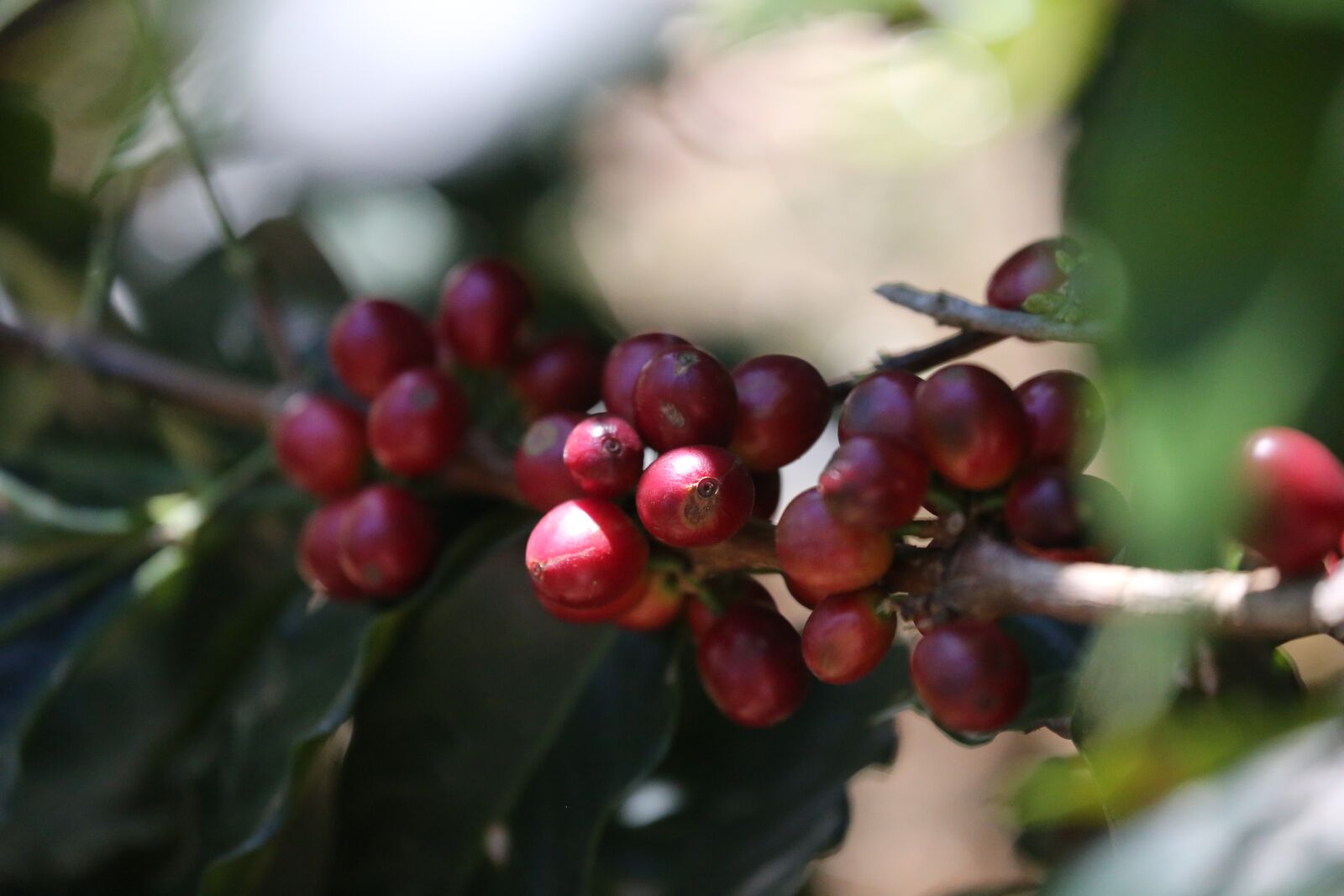 cherry.jpeg
