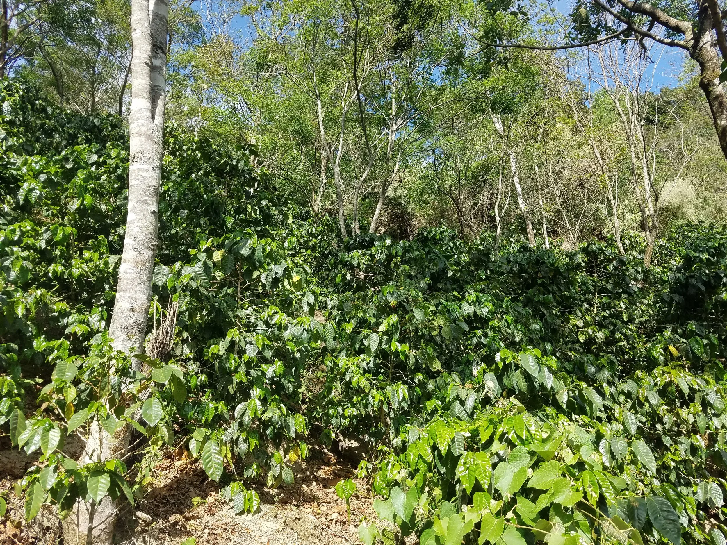 coffee plants in el salvador