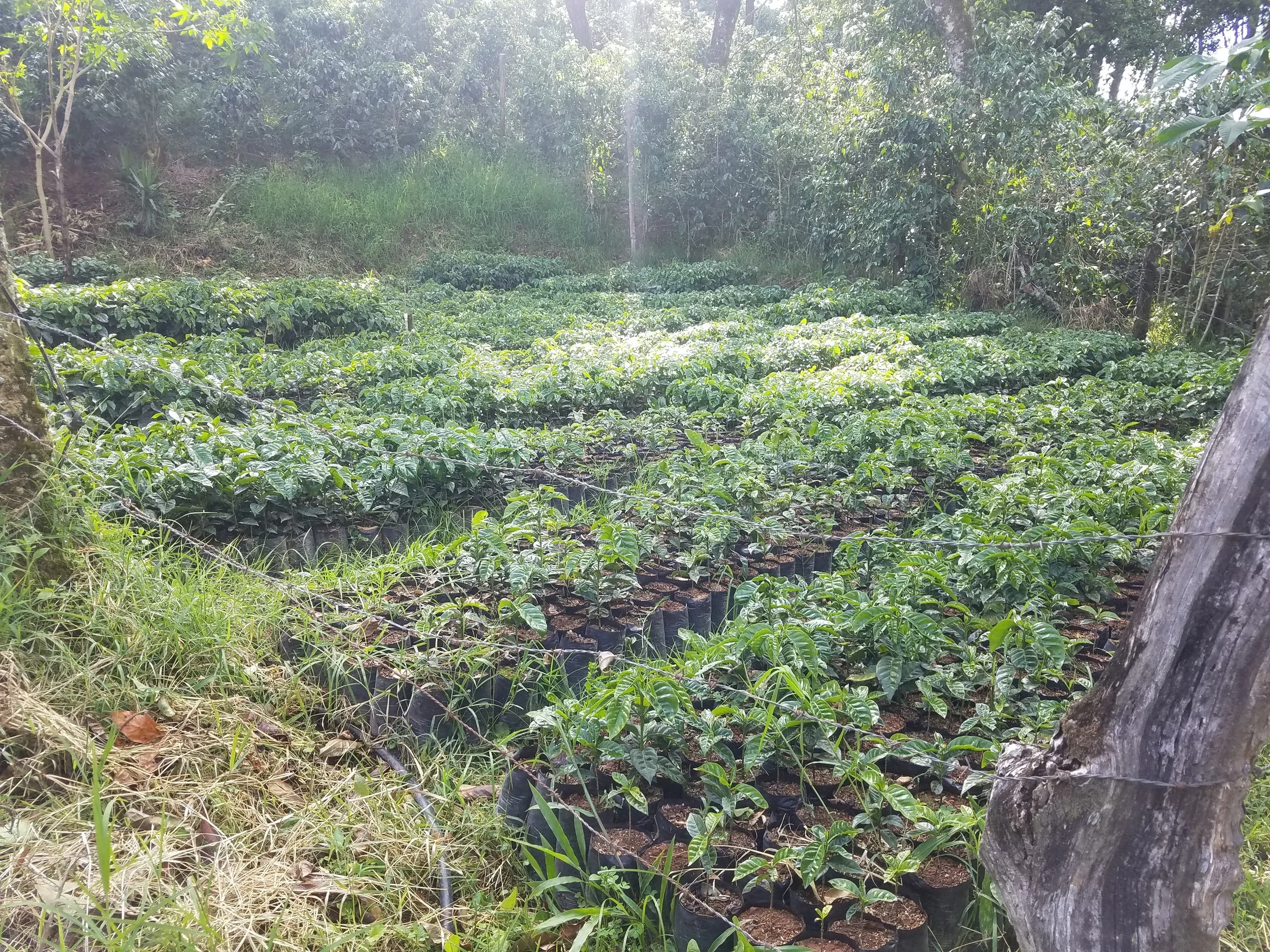 coffee plants in el salvador