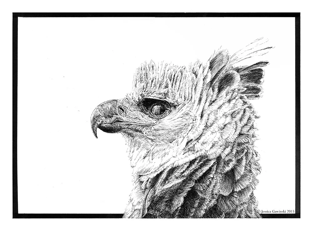 Eagle by Jessica Gawinski.jpg