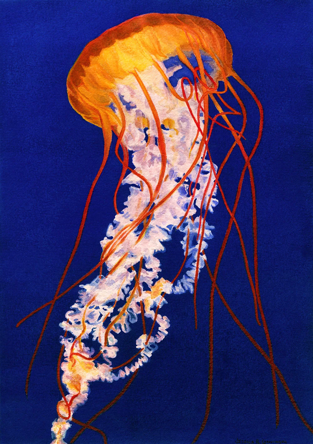 Jellyfish by Jessica Gawinski.jpg