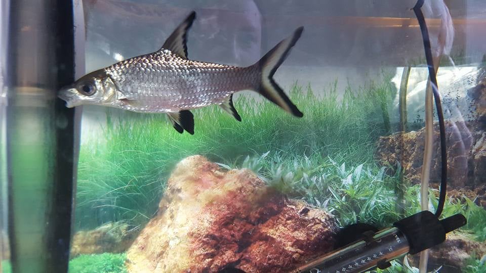 New learner, a Bala Shark