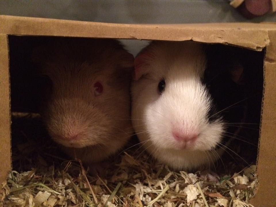 Roberta and Davina