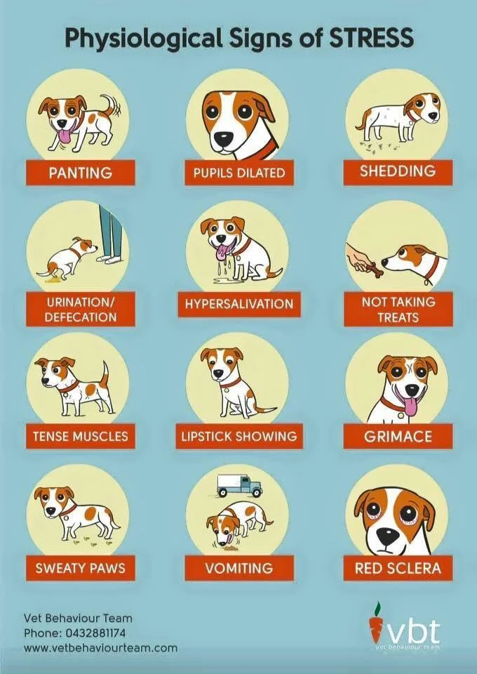 Help! My dog is reactive — Animal Behaviour Coach