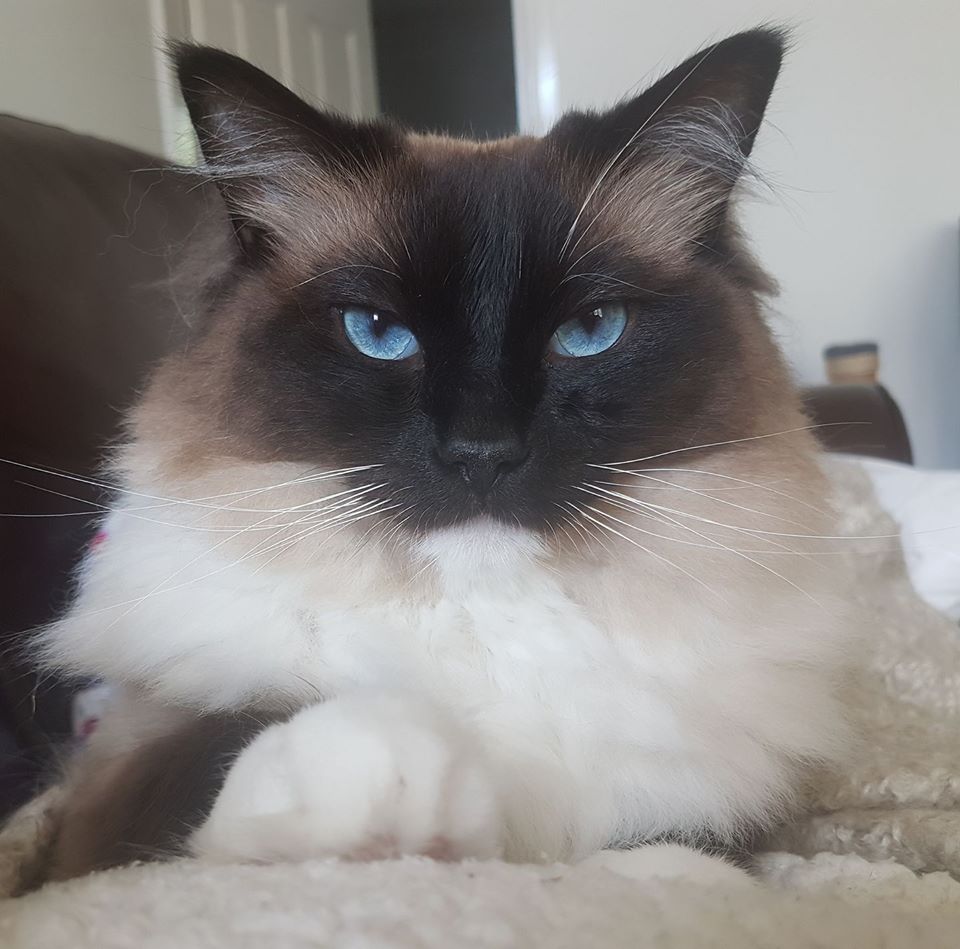 Samson. Ragdoll. 4 years old. Full pedigree. Purchased as a kitten