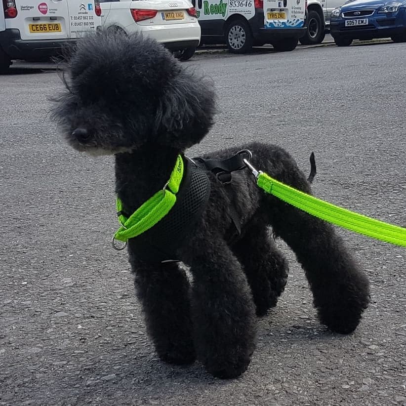  Jaxx. Toy Poodle. 11 years old. Full pedigree. Rescue 