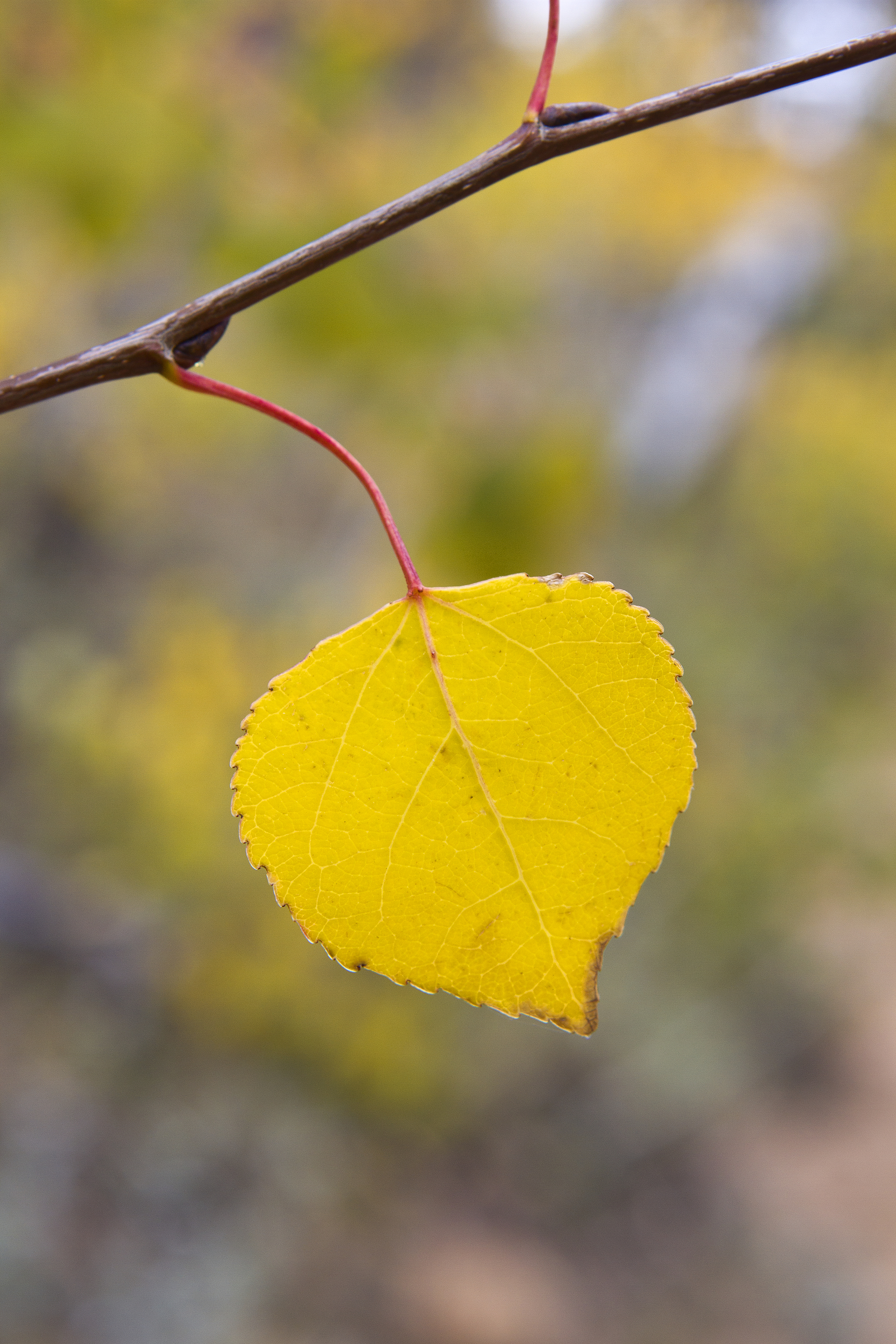 Aspen Leaf