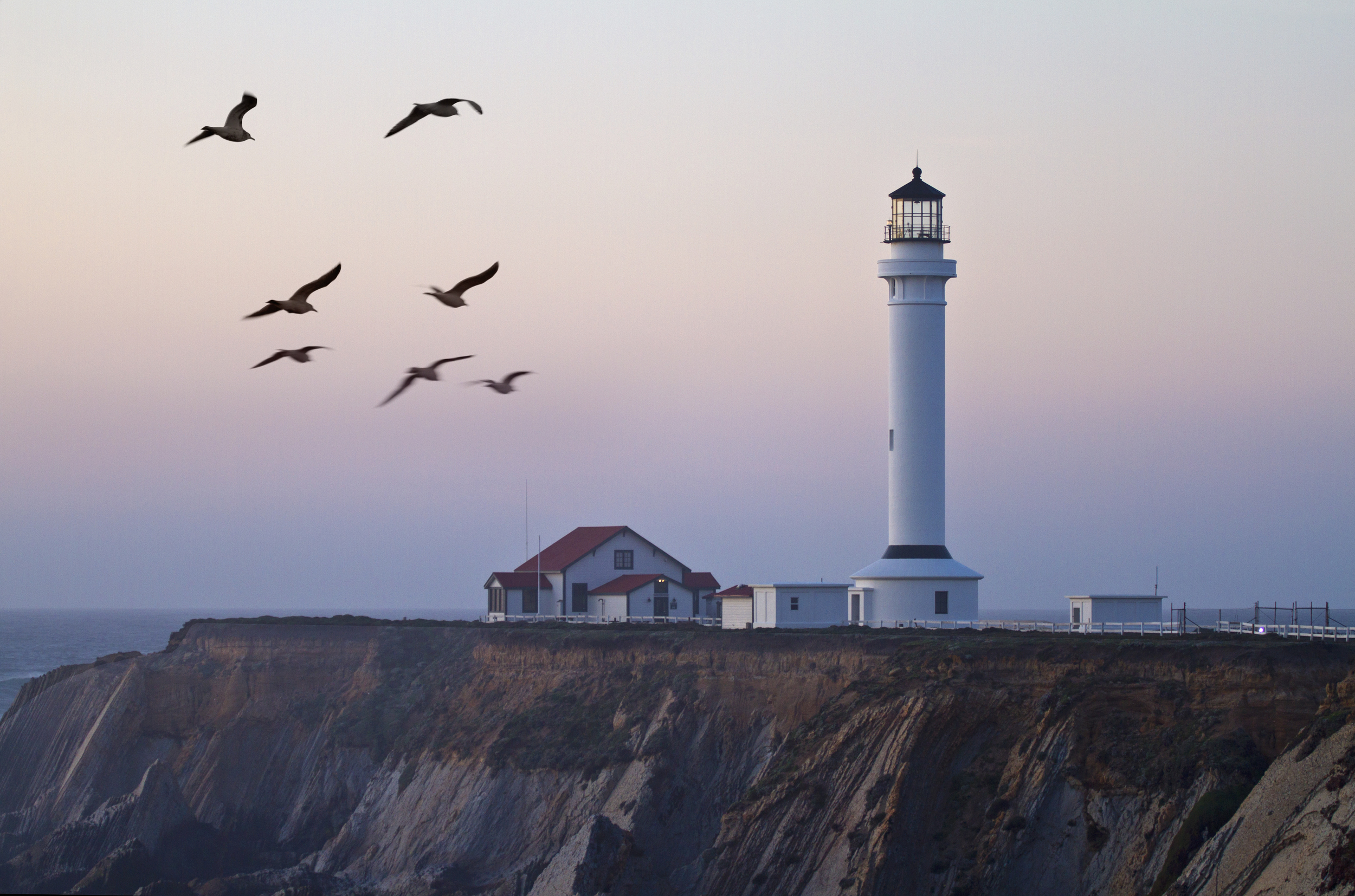 Lighthouse Gulls