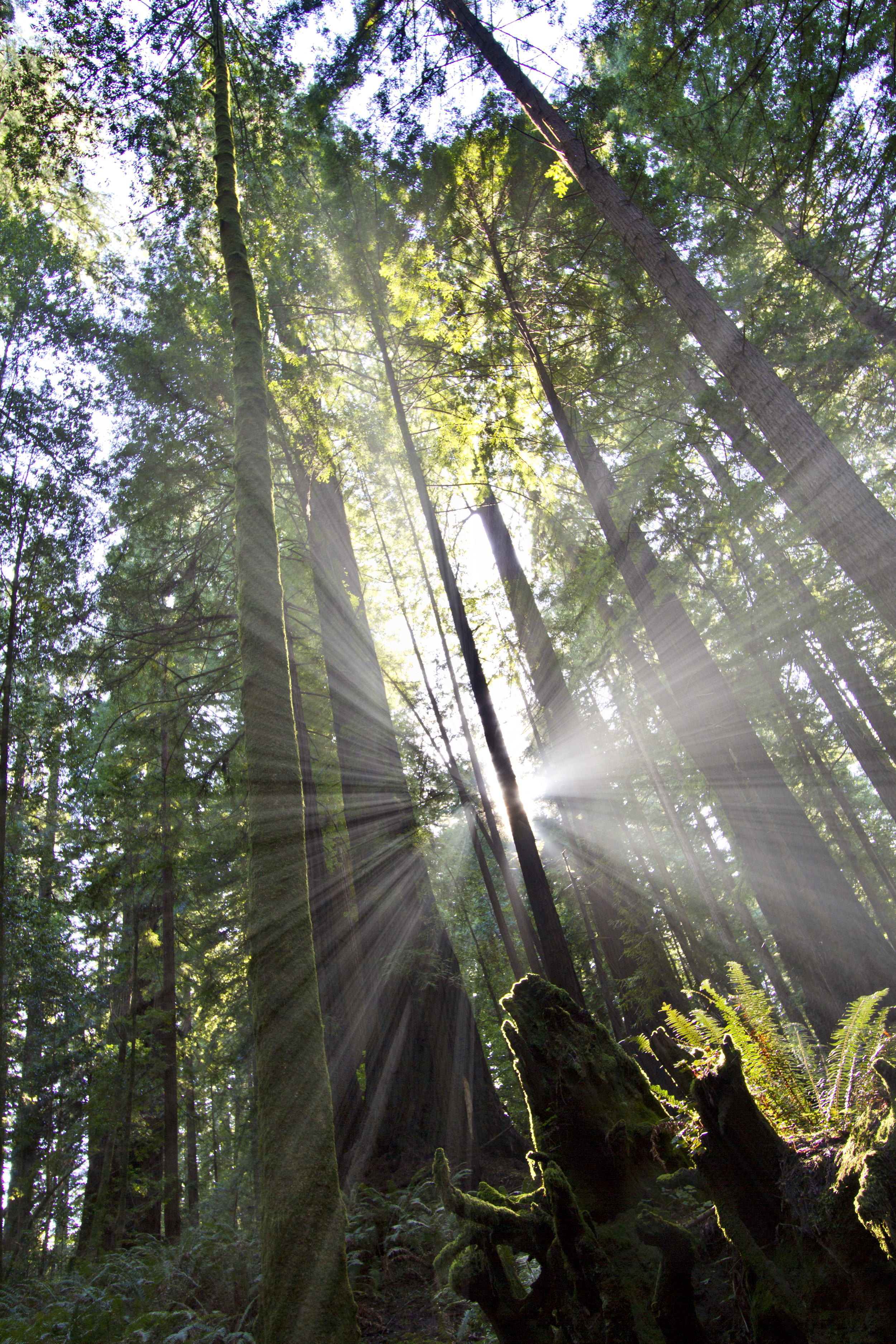 Redwood Sunburst