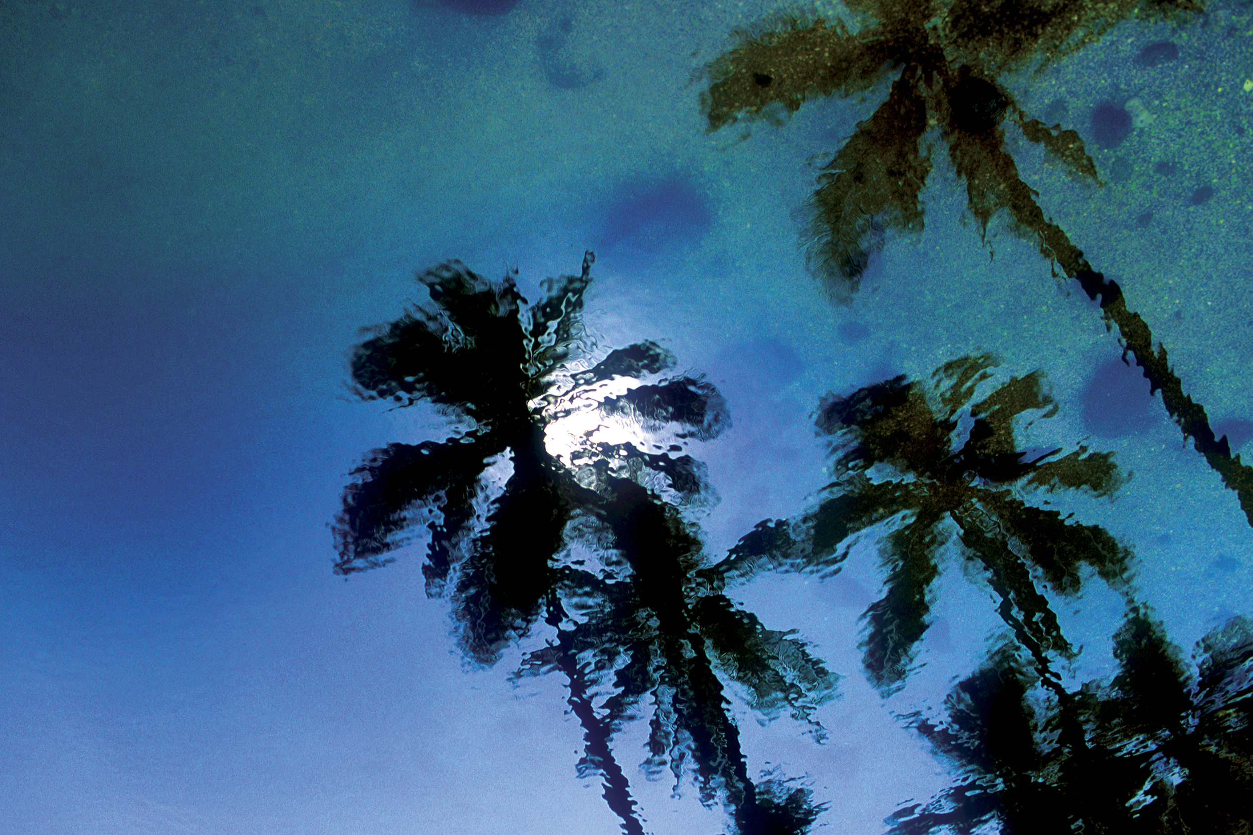 Reflected Palms.jpg