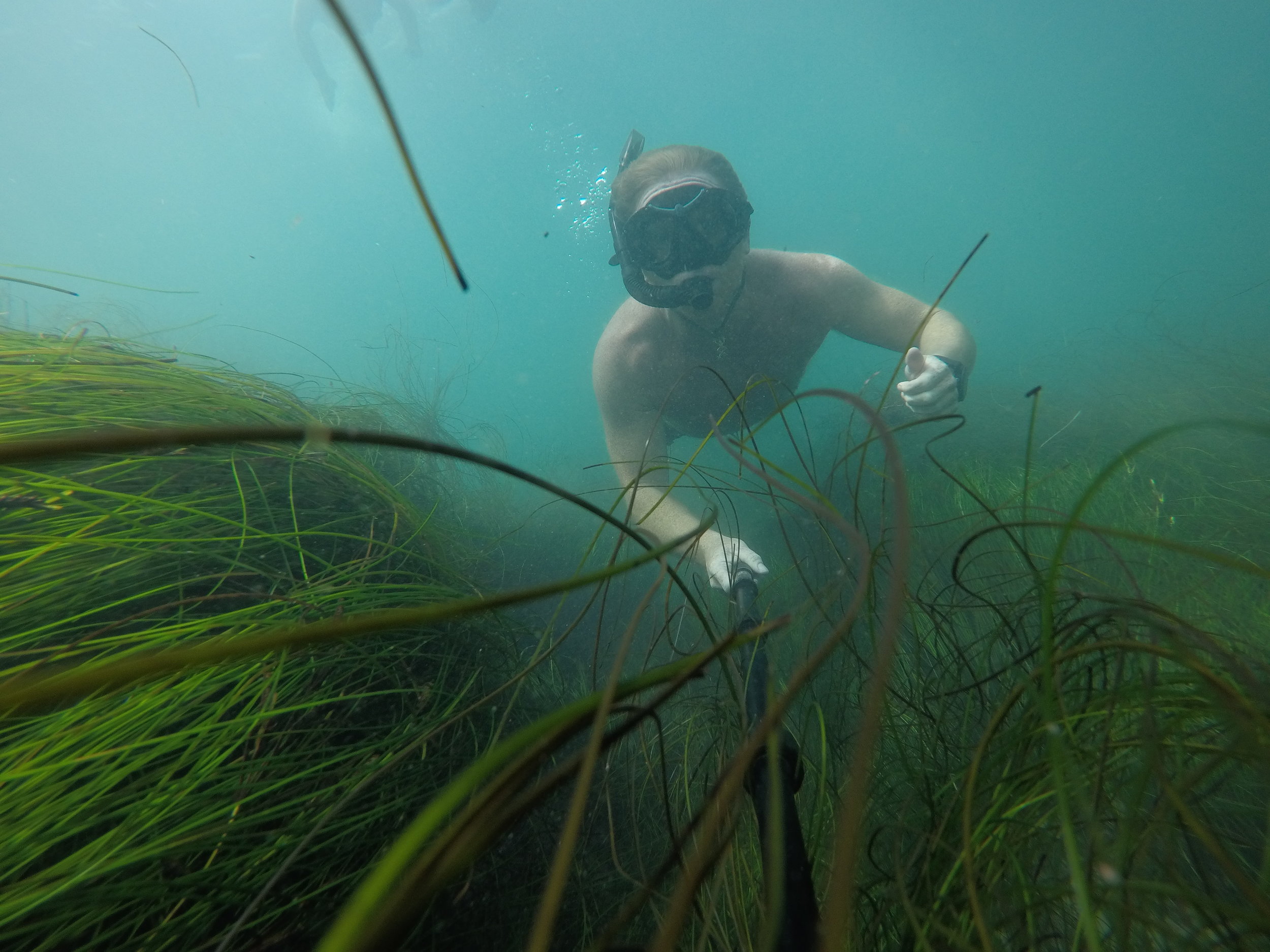 Dive water diving outdoors excursion SEA laguna beach CA Ella Lea Eric Belisa Chad Seal PUPs G0080766.JPG