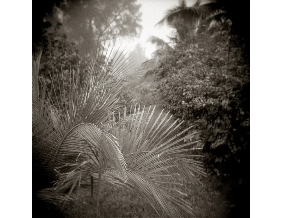 Sanibel-Trees(pp_w970_h750).jpg