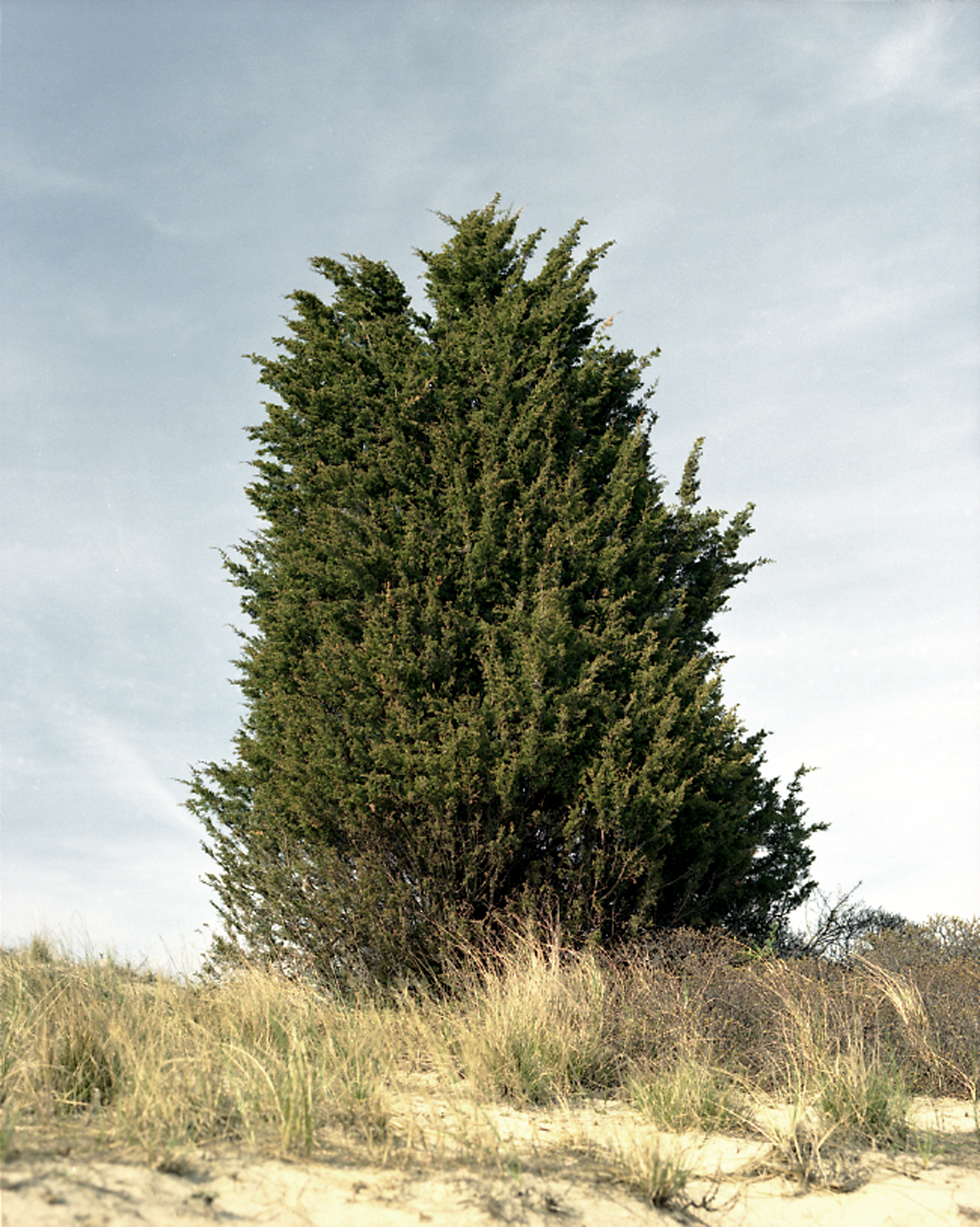 treefriend.jpg
