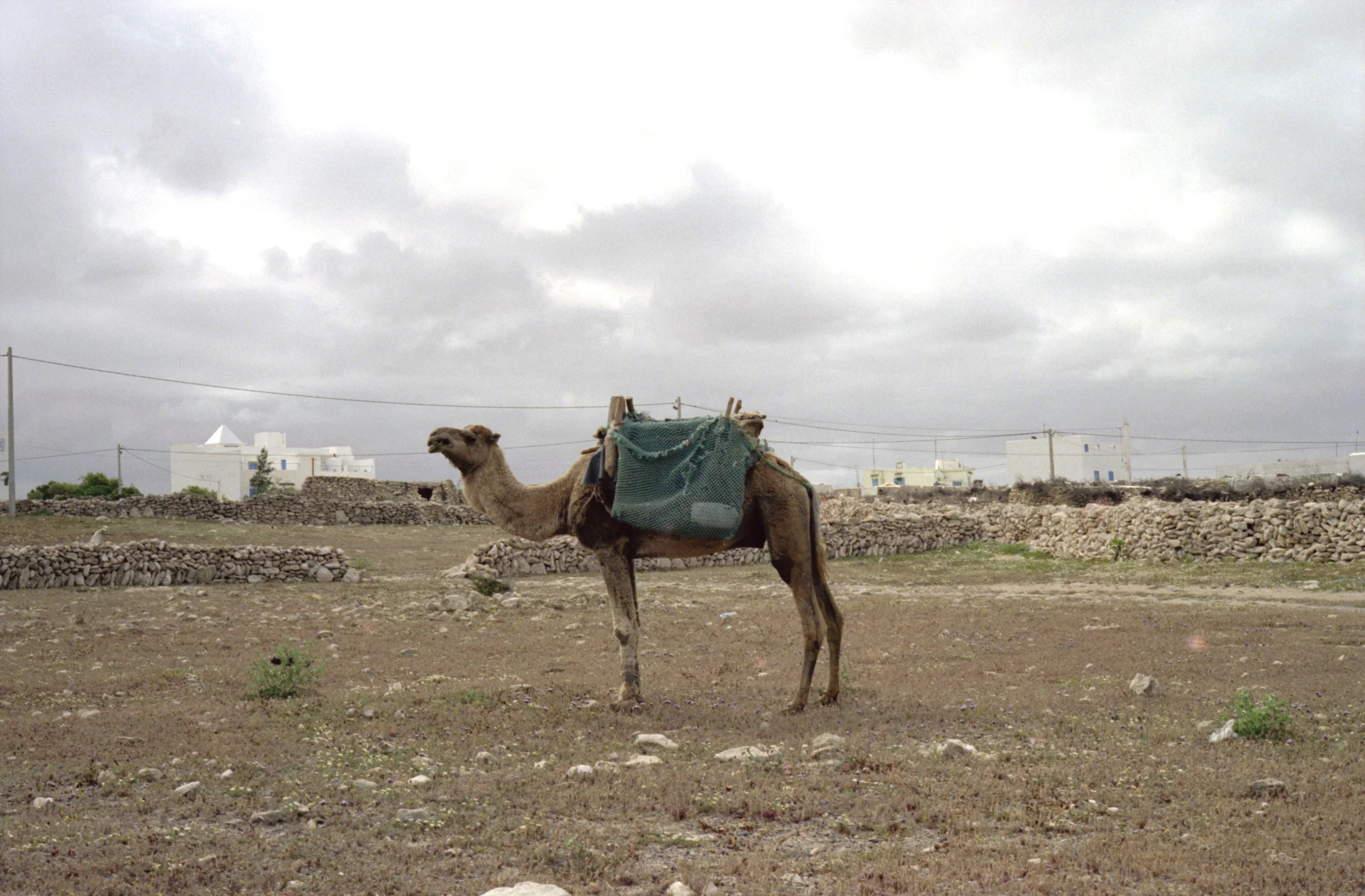 camel.jpg