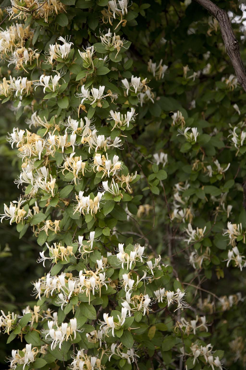 20110611_foraging-NOWNESS_0275.jpg