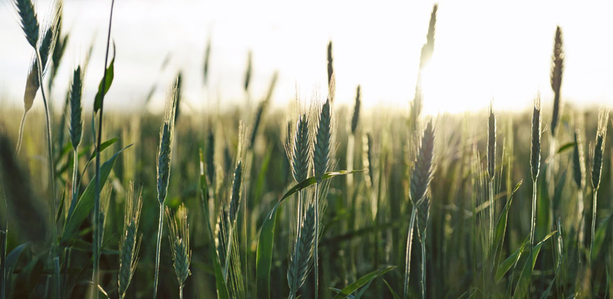 Wheat-3.jpg
