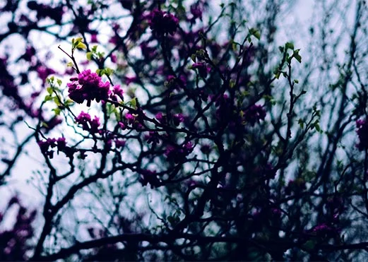 Pink Flower_Module 1 .jpg