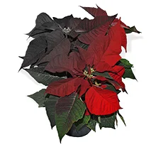 Purchase poinsettias for Advent (in honor or in memory of)