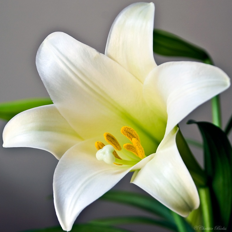 Contribute for Easter Lilies Before April 9, 2017 — The First Baptist  Church Washington DC