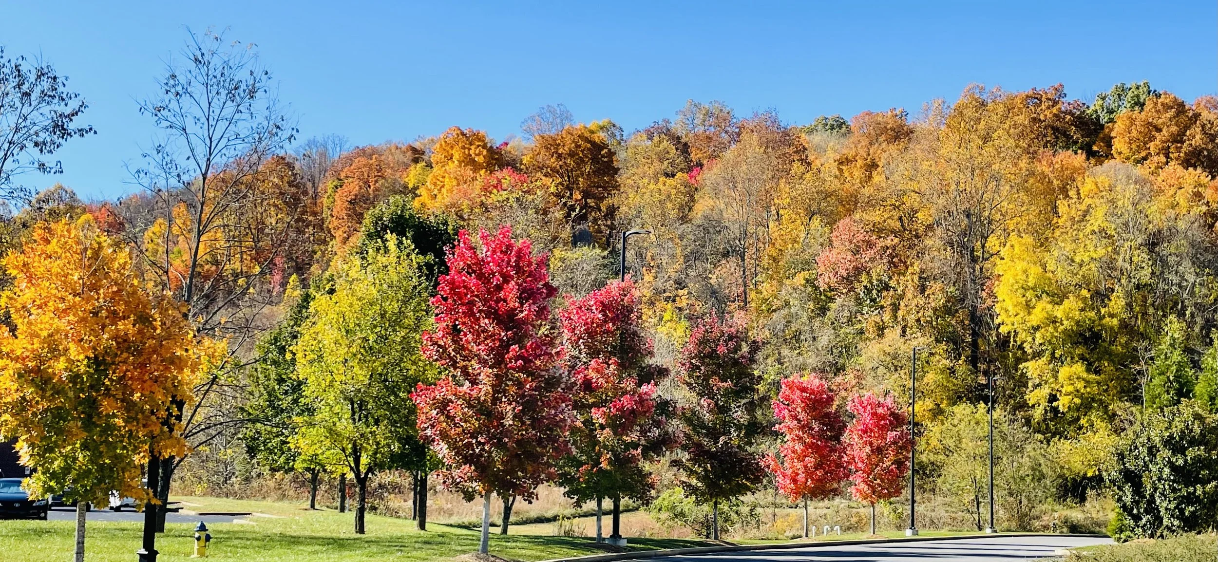 The light has gone inside things.