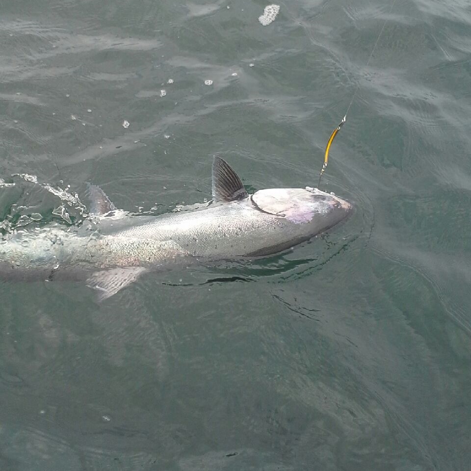 Scott with another nice Chinook from Oak Bay, Victoria, BC on an AP Sandlance Spoon