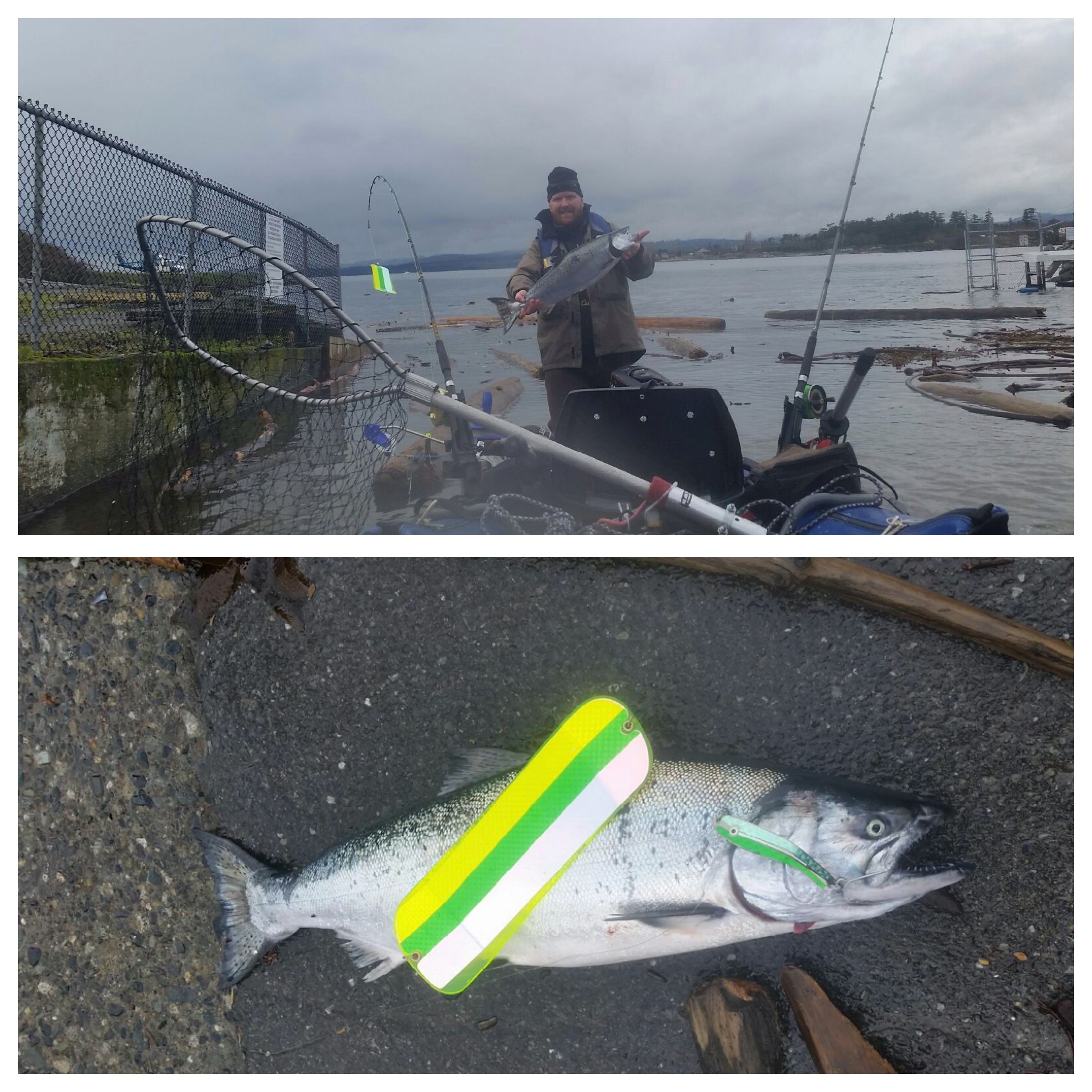 Tim with a nice 11lb winter Chinook salmon off the Victoria Waterfront in his pontoon boat on an AP Herring Spoon in Aqua, Green and Glow.