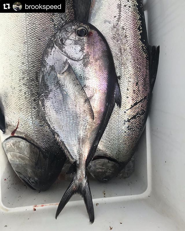 #Repost @brookspeed off Haida Gwaii, BC with an unusual catch. 😳 It has quite the colour match with the Chinook! ・・・
Pacific pomfret caught trolling at 160&rsquo; with a 5&rdquo; AP spoon ... warm water #aptackleworks #haidagwaii #wcfc